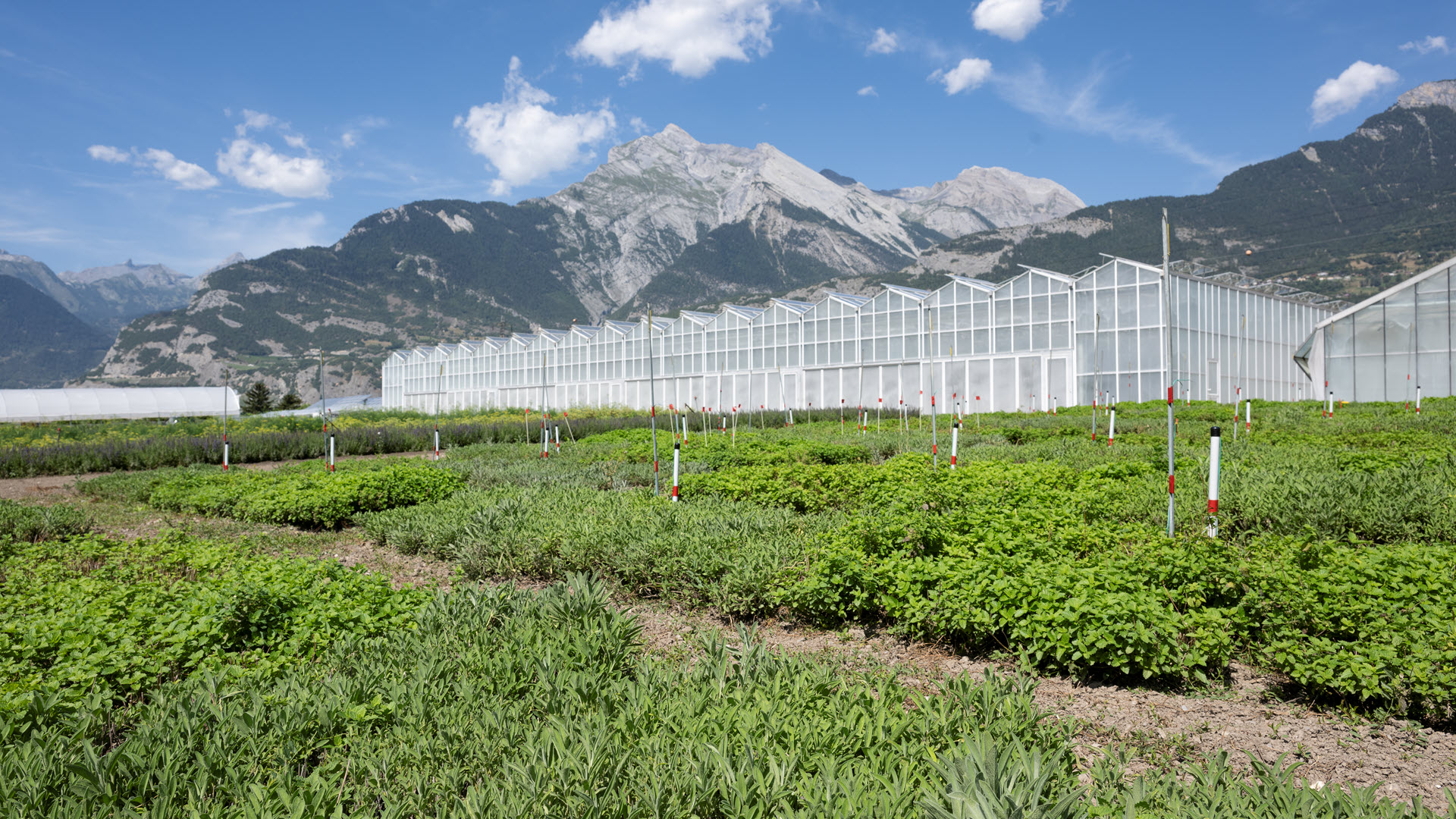 Medizinalpflanzen, plantes medicinale, Conthey